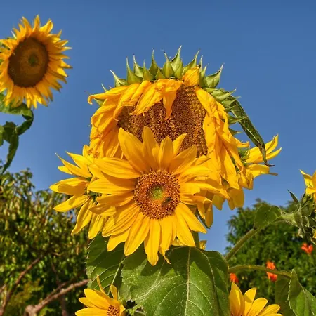 Casa Primavera, A In Madeira 펜션 폰타도솔