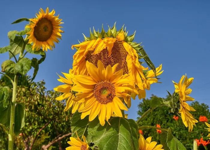 Casa Primavera, A In Madeira Hébergement de vacances Ponta do Sol (Madeira)